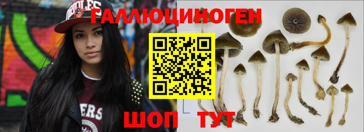 Галлюциногенные грибы Cubensis  Галлюциногенные грибы Psilocybine cubensis  Вход с VPN  Алатырь 